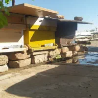 کندو زنبور