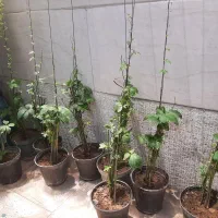 گلدان گل پیچک سوئدی