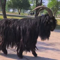 دوبرقوچ میش