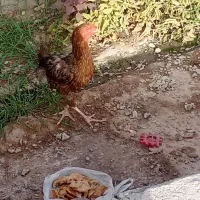 مرغ|حیوانات مزرعه|ایرانشهر, |دیوار