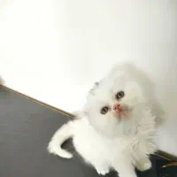 گربه