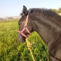 کره اسب مادیان چهارده ماهه