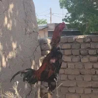لاری