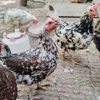 مرغ گلین جوان