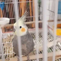 عروس هلندی همه رنگ