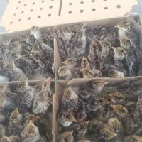 جوجه بوقلمون