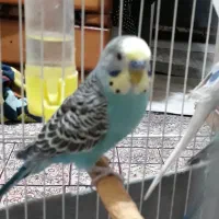 مرغ عشق نر بالغ صورت زرد