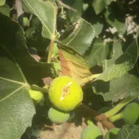 انجیر شیرین