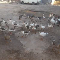 فروش غازجوجه ها۱۵۰۰ بالغ ها۲۰۰۰۰۰۰تومان دونه ای.