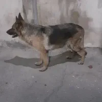 واگذاری سگ ژرمن