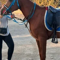 اسب یکسر عرب