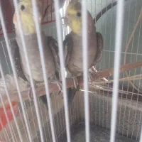 عروس هلندی
