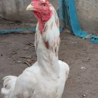 لاری انگلیسی