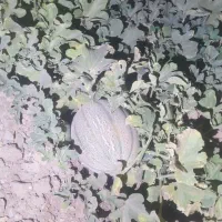ته بار جانا مناسب حیوان گوسفند گاو اسب کیلو 7