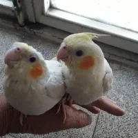 دو تاجوجه عروس هلندی سه ماه دستی واروم بفروش میرسد