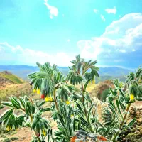 دیاق عقب تیبا