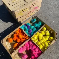 جوجه رنگی نوروز از قم