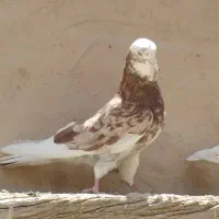 کفتر روزگاری