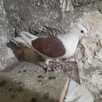 ماده شوسرخ
