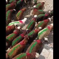 بره نر پای پروار جنس درجه۱ افشار سرخ