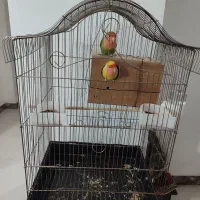 یک جفت طوطی برزیلی مولد رنگ خاص