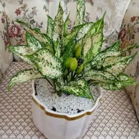 گل‌های زیبای آپارتمانی