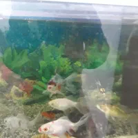 ماهی کالیکو