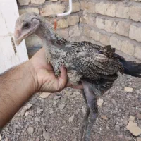 جوجه لاری