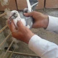 دوتا جوجه پلاکی ۴پره