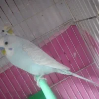 ی جفت مرغ عشق سالم سرحال آواز خوان