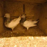 پرنده عالیی تضمین