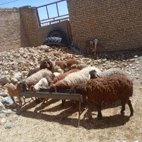 میش بره