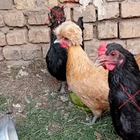 مرغ