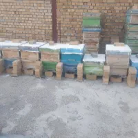 زنبور ،کندوخالی ،طبق ،پوکه،قاب