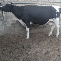 گاو تلیسه چاق