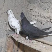 ماده دمسفید