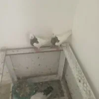 جونه طوقی
