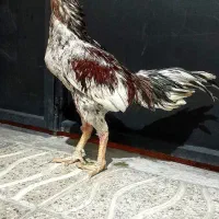 خروس لاری اصیل ۱۵ ماهه به ضمانت همه چیز