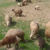 میش بره فروش 19راس