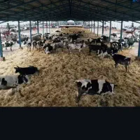 کارگر گاوداری
