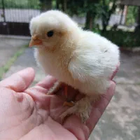 جوجه برهما اصل . جوجه محلی