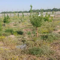فروش-40قصب-زمین-خانه-باغی-در-هماشهر