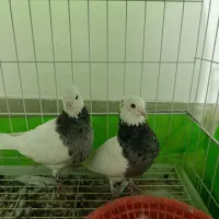 طوق الماسی