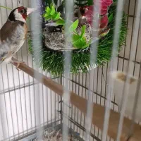 سهره نروماده جفتی سهره