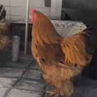 مرغ و خروس برهما طلایی
