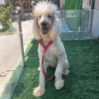 سگ پودل استاندارد ماده