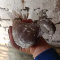 کبوتر|پرنده|کمره, |دیوار