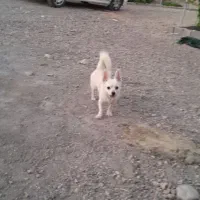 سگ نژاد چی وا وا