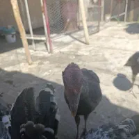 بوقلمون