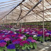 فروش عمده انواع گل و گیاه عید